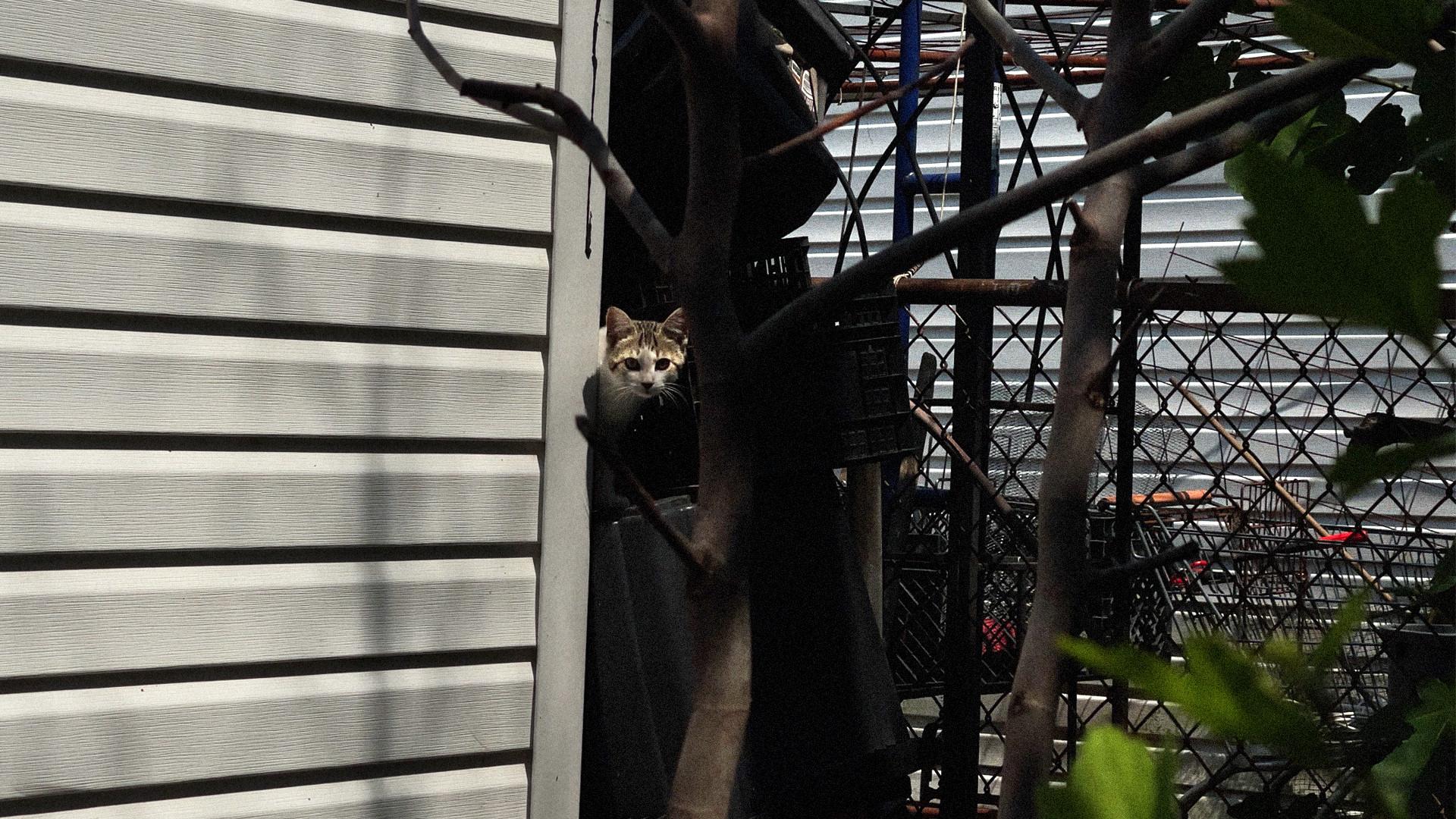 New York Cat Crisis movie scene