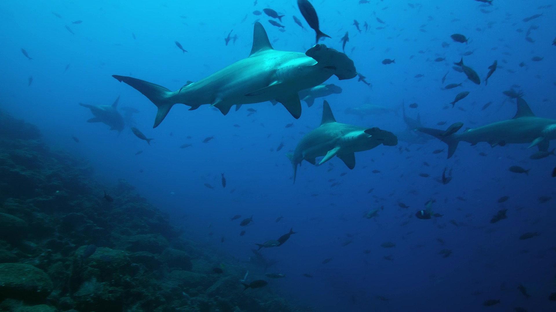 The Wild Pacific 2016 movie scene