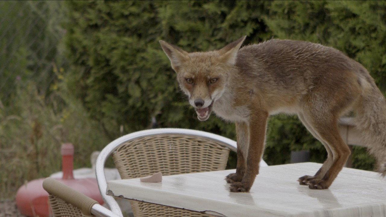 Wild Amsterdam 2018 movie scene
