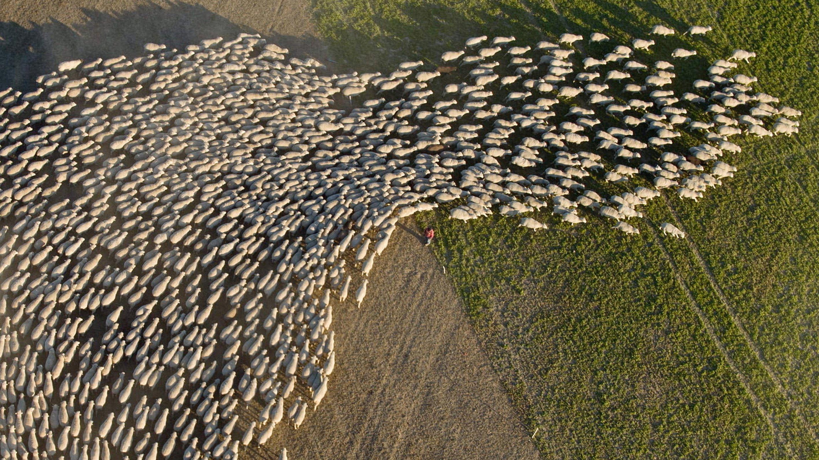Wild & Wool 2021 movie scene