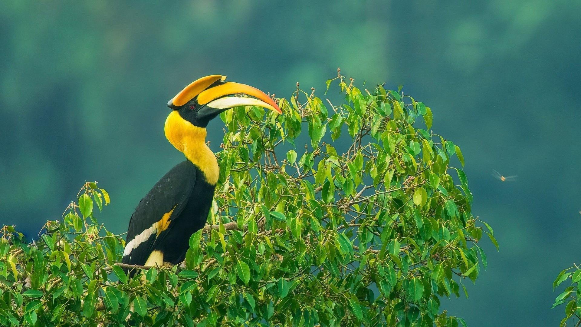 Nilgiris - A Shared Wilderness 2024 movie scene