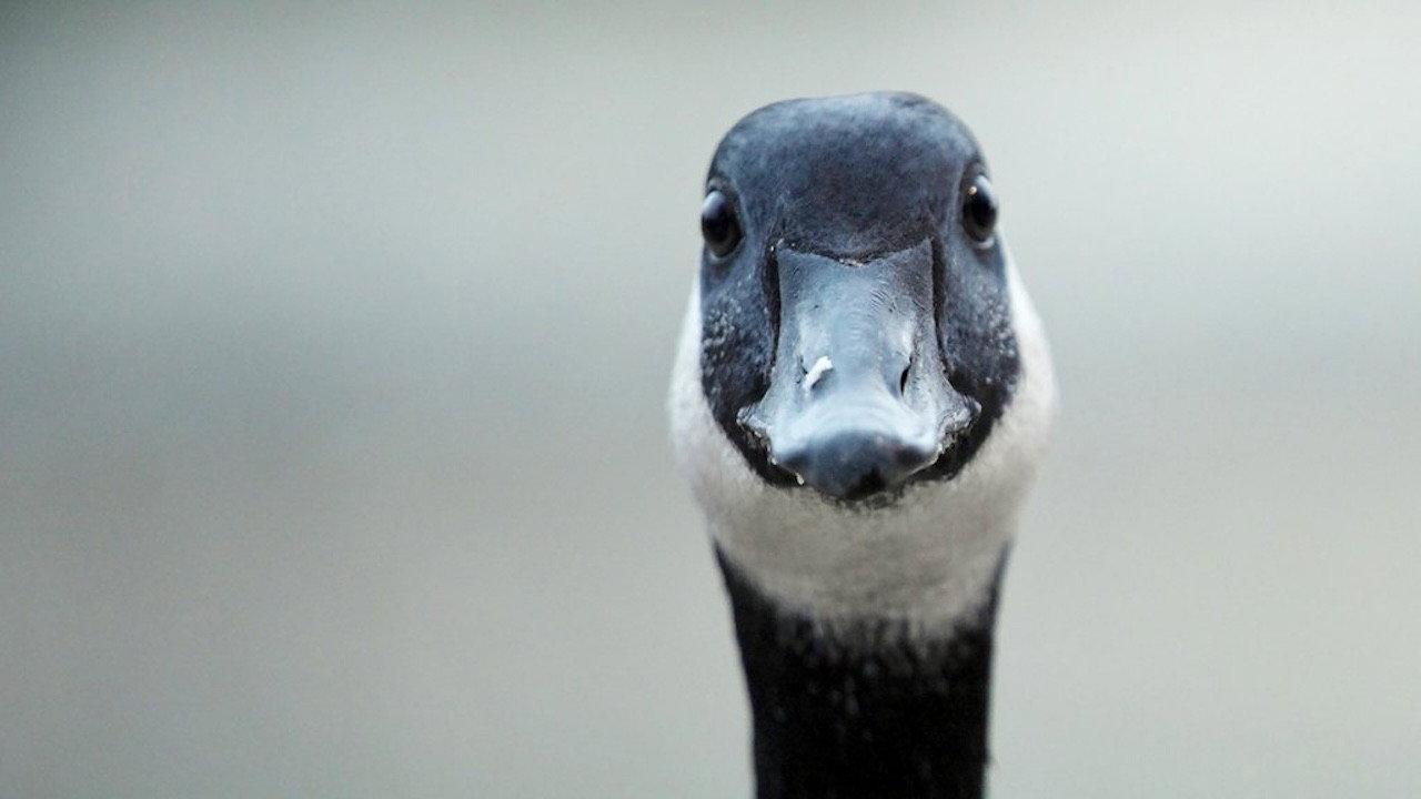 Modern Goose 2023 movie scene