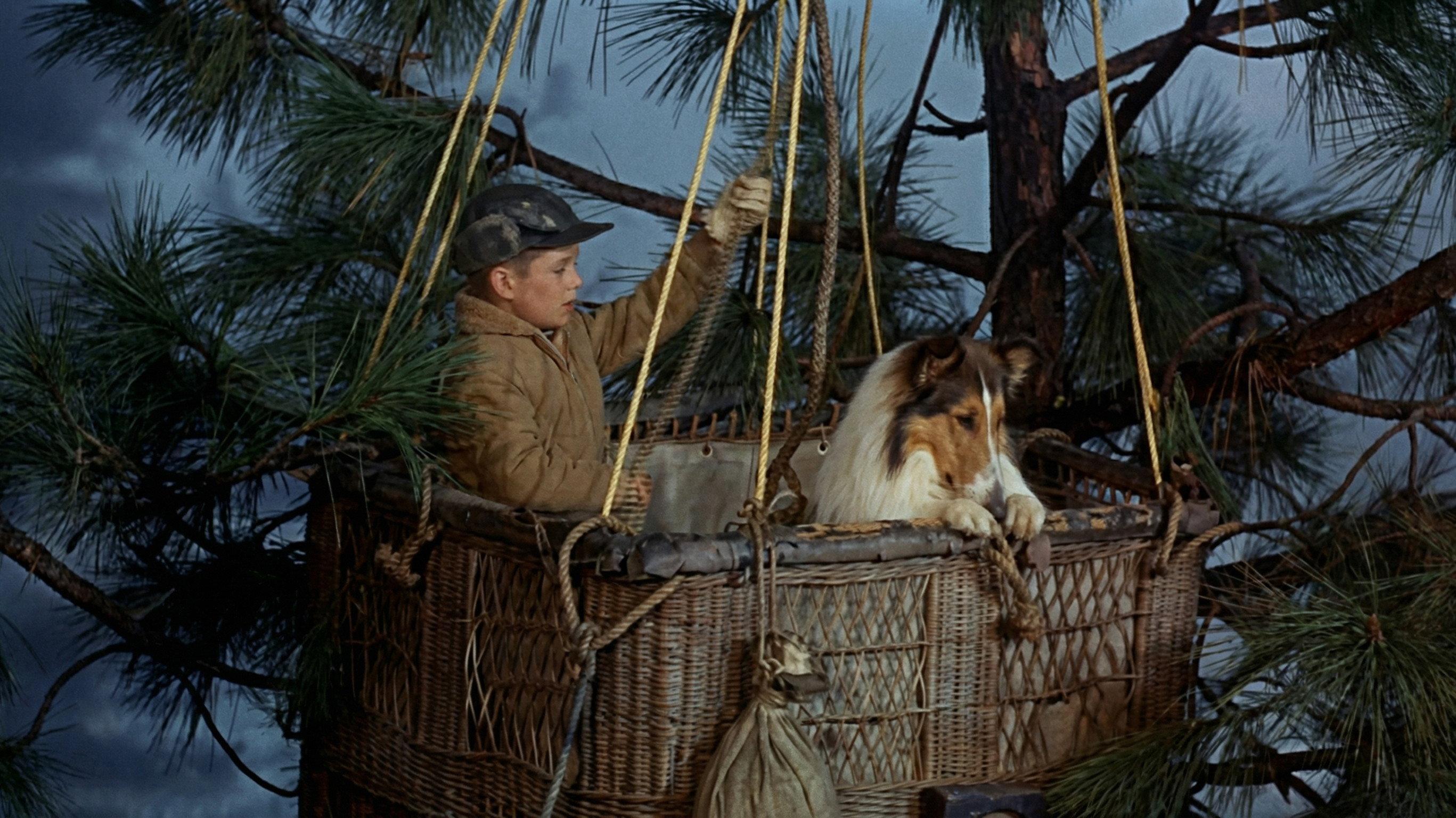 Lassie's Great Adventure 1963 movie scene