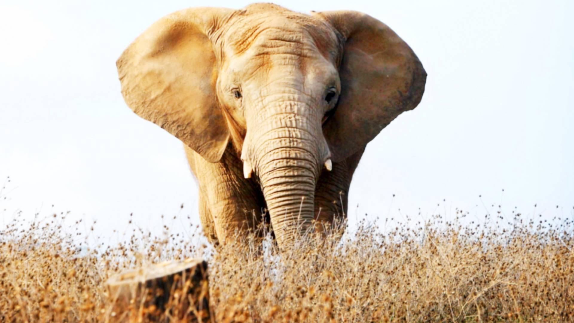 An Apology to Elephants 2013 movie scene