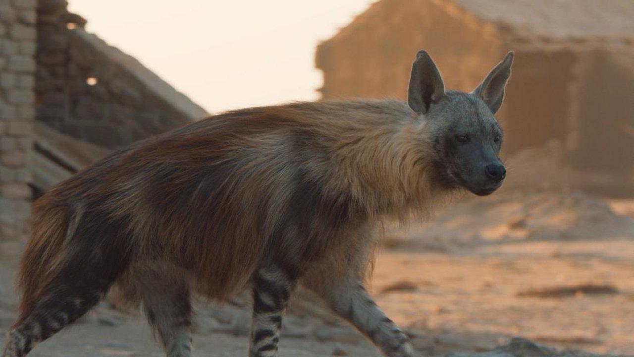 A Hyena like No Other 2021 movie scene