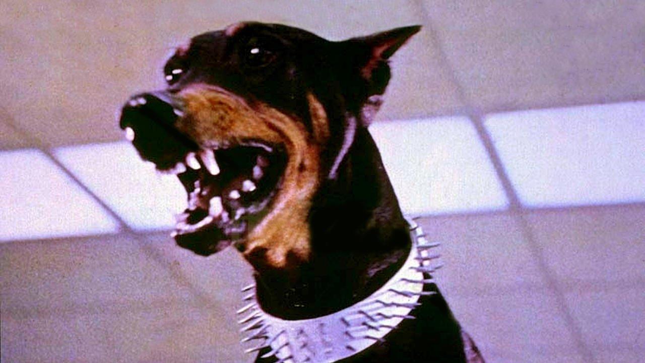 The Doberman Gang 1972 movie scene