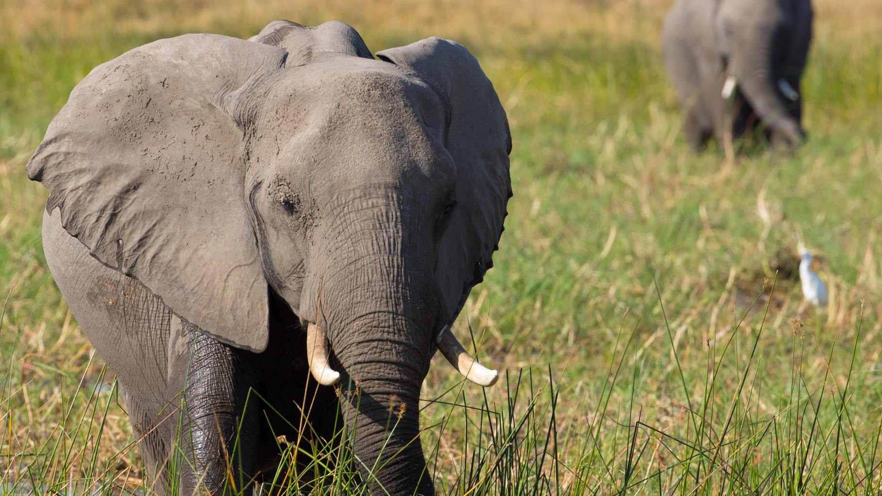 Elephant 2020 movie scene
