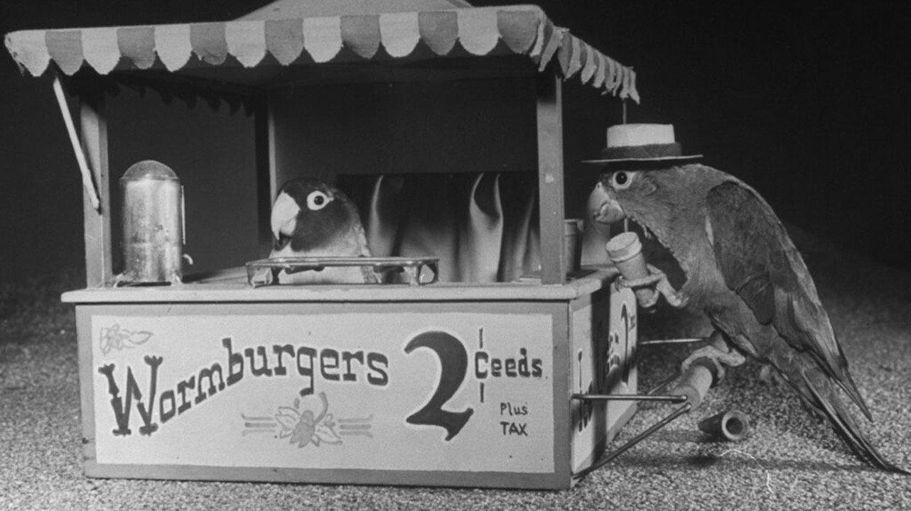 Bill and Coo 1948 movie scene