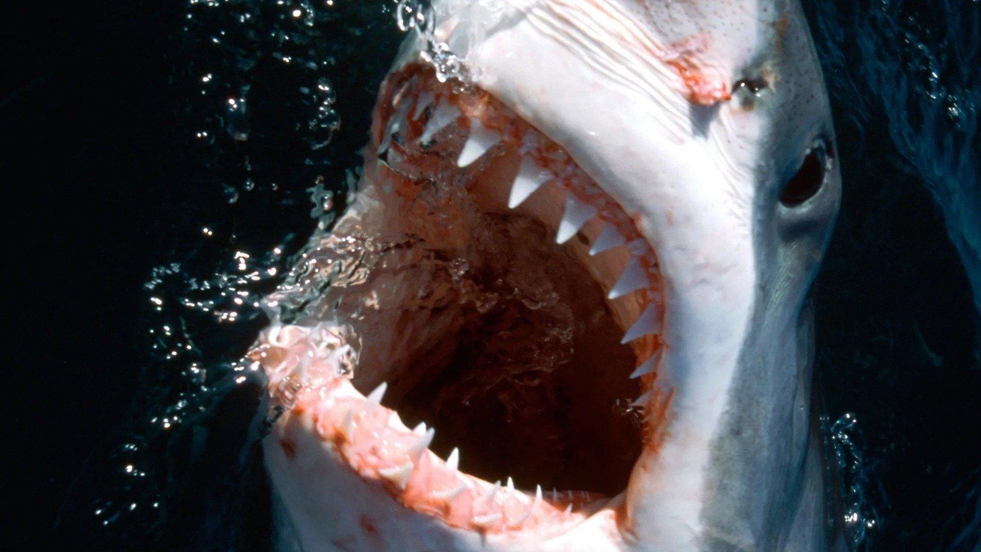 10 Animals That Will Kill You 2021 movie scene