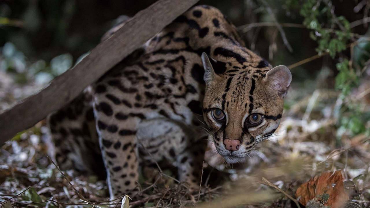 American Ocelot 2021 movie scene