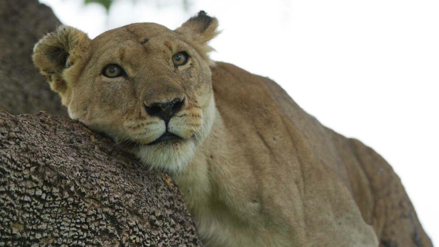 Lion: The Rise and Fall of the Marsh Pride 2022 movie scene