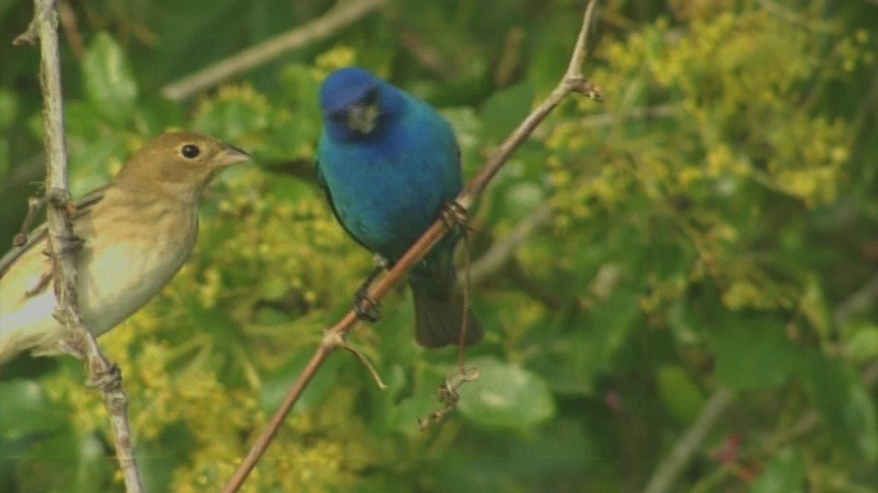 Birdsong and Coffee: A Wake-Up Call 2006 movie scene