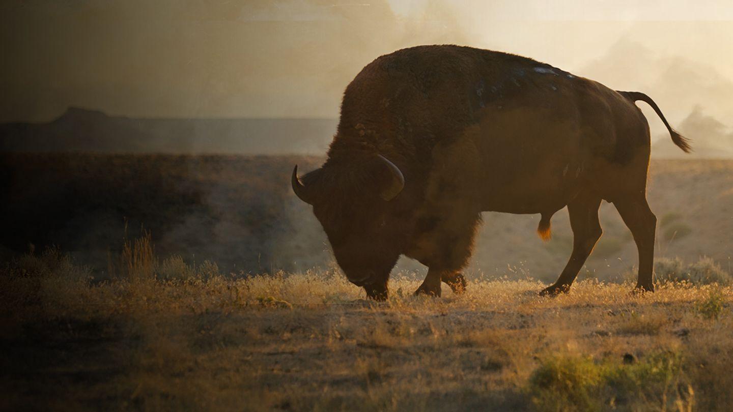 La grande prairie, le pacte du bison 2025 movie scene