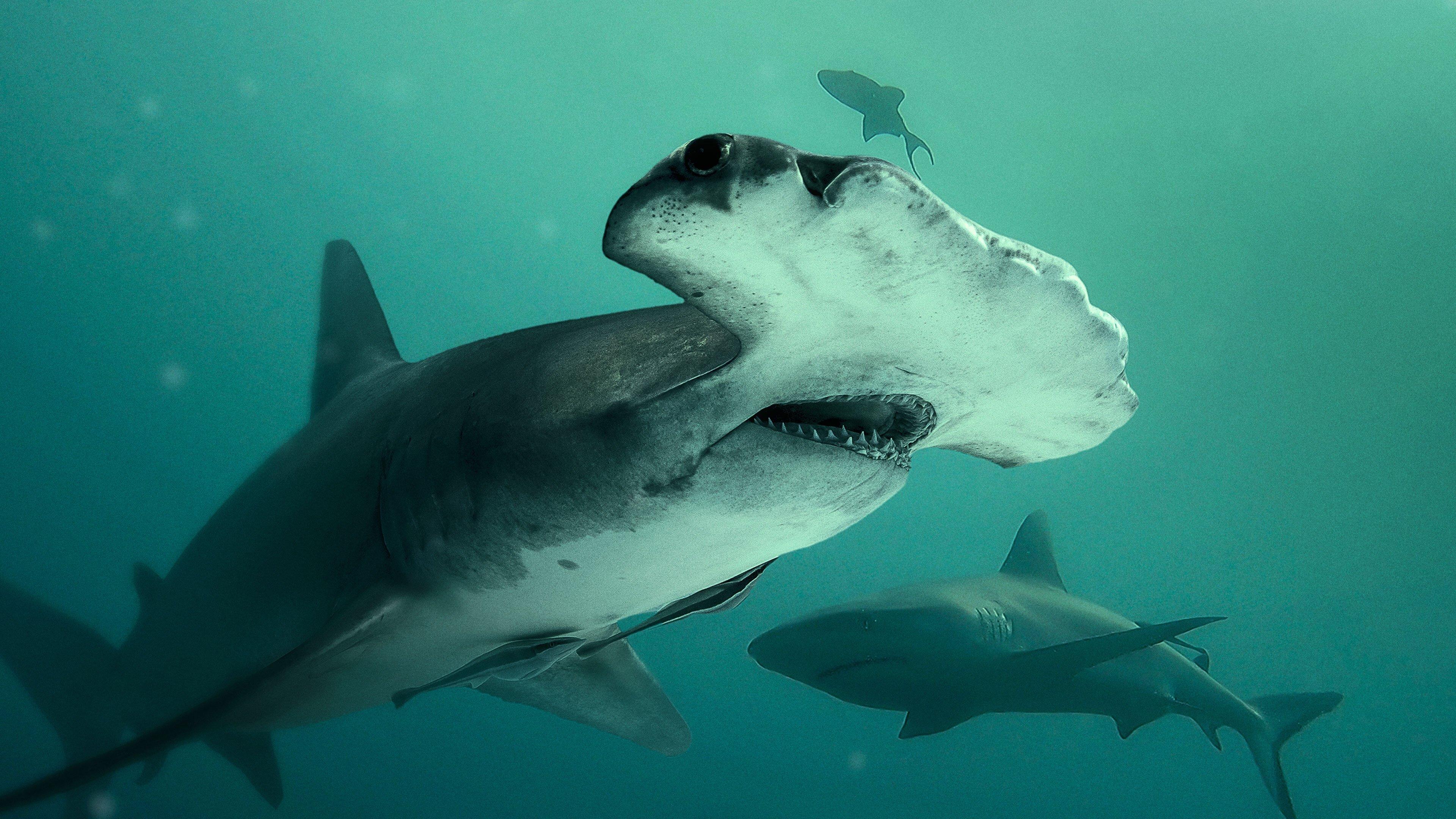 Bull Shark vs. Hammerhead 2023 movie scene