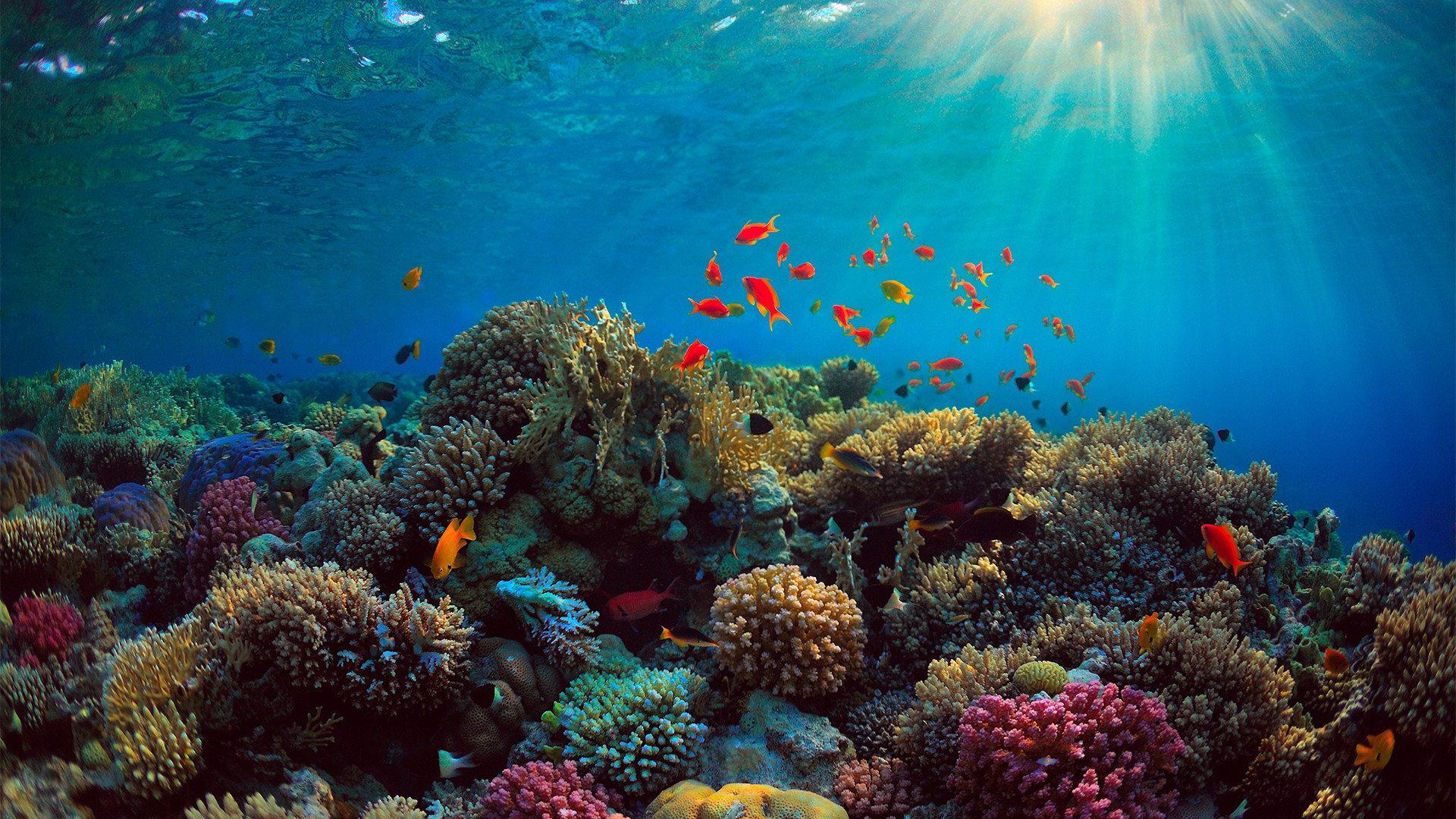Can We Save the Reef? 2018 movie scene