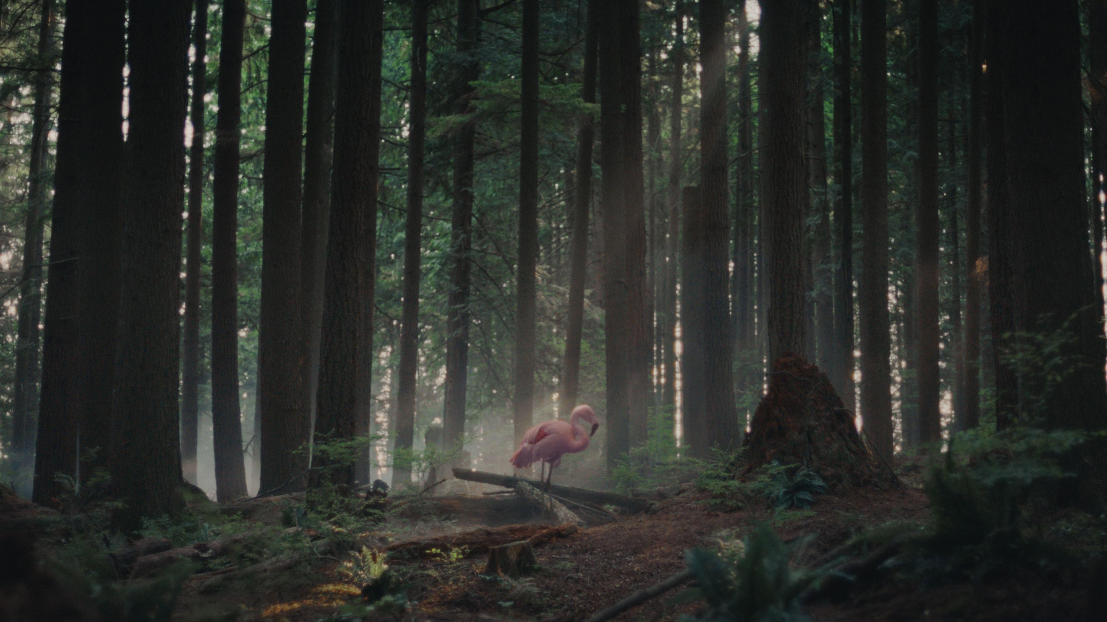 Sitting Bird movie scene