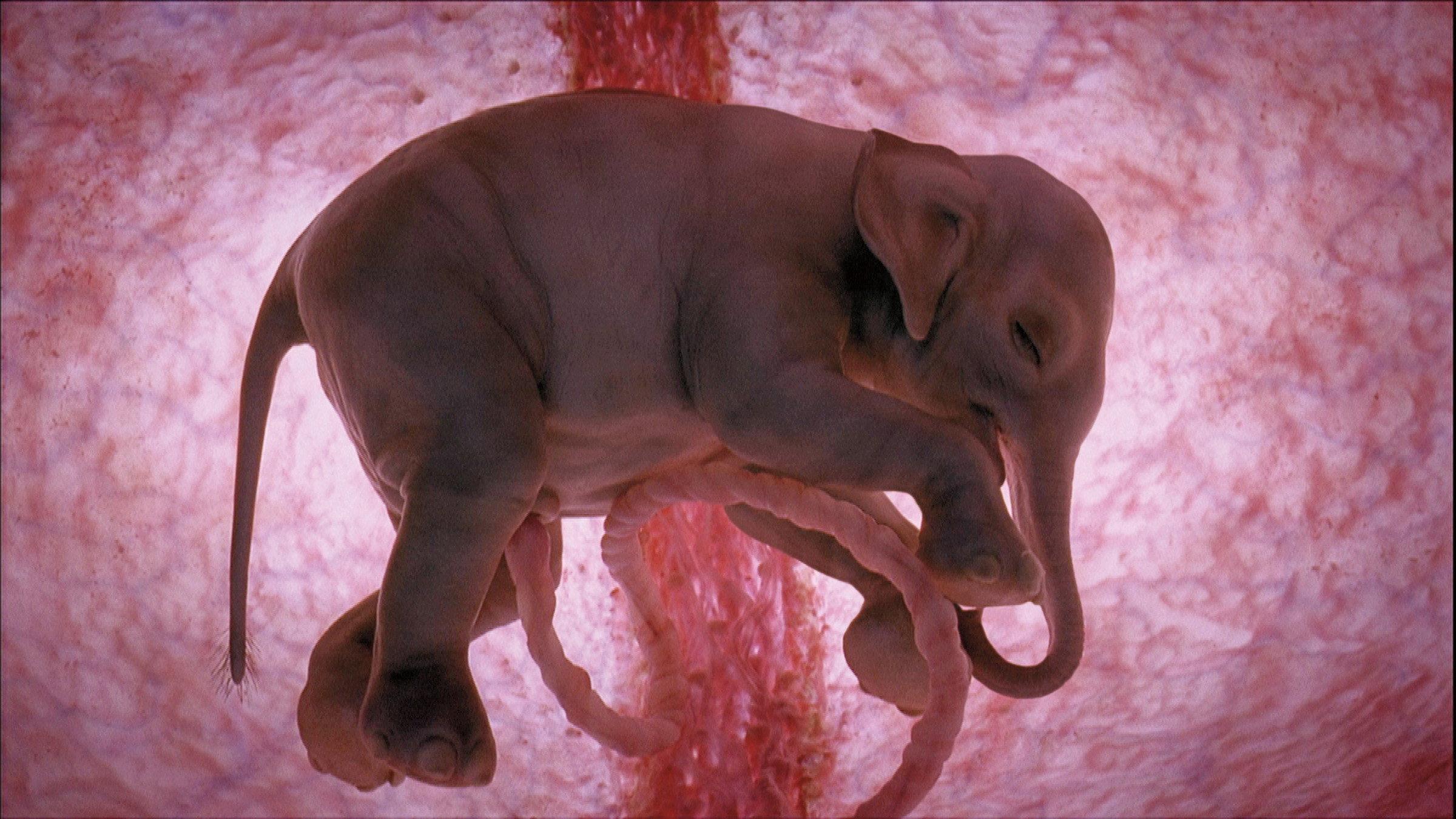 In The Womb: Animals 2006 movie scene
