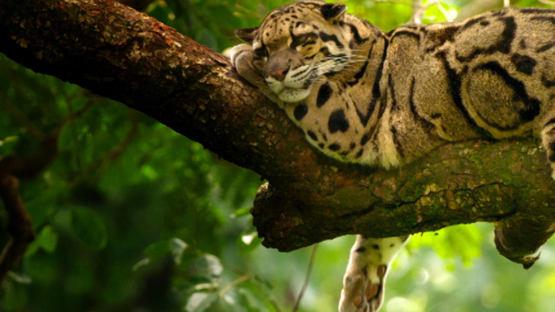 India's Wild Leopards 2020 movie scene
