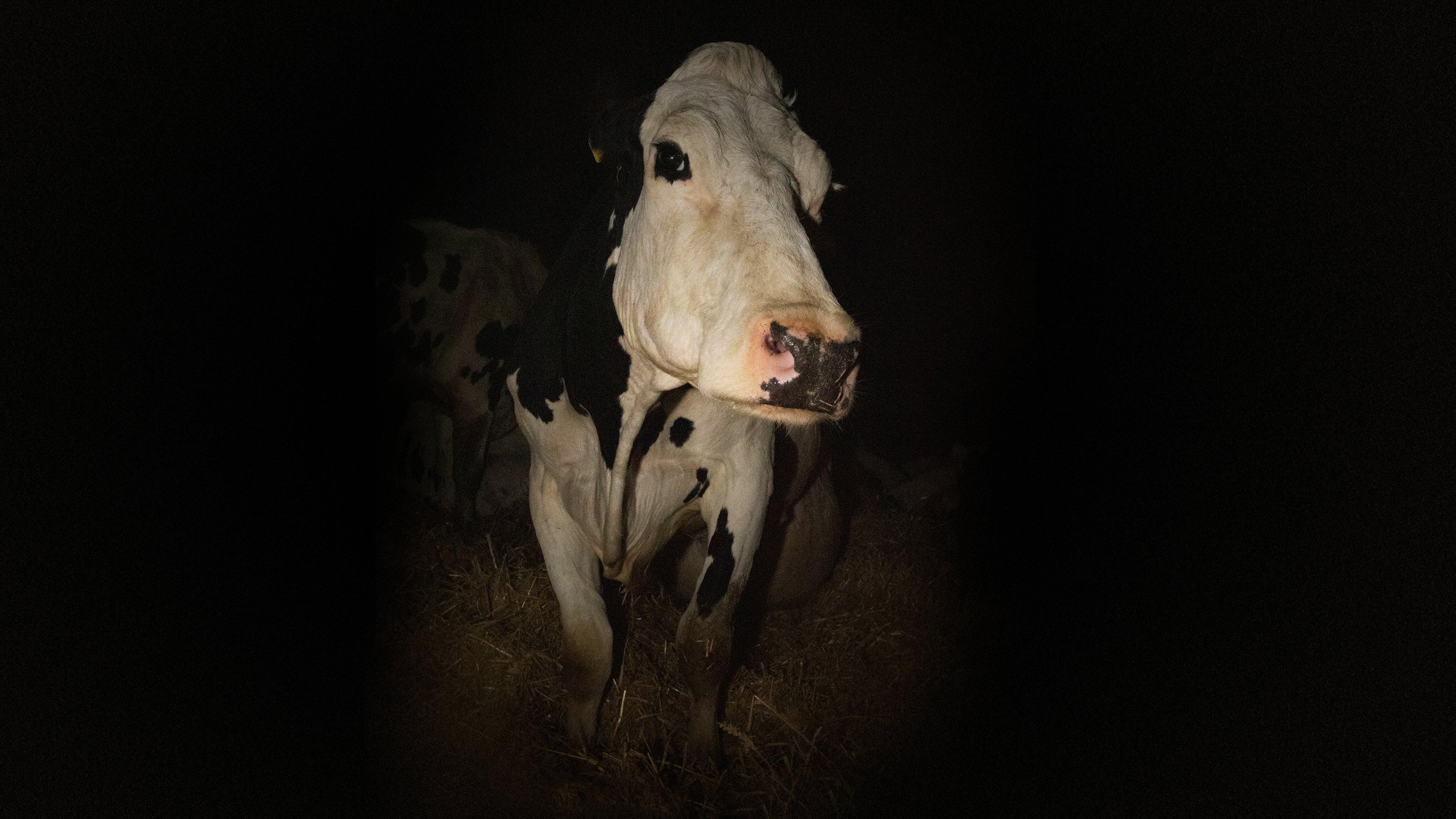 Cow 2022 movie scene