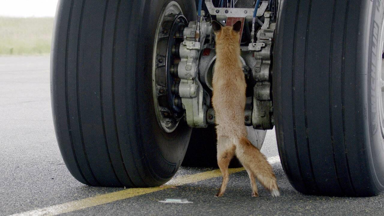 Airport Animal Stories 2023 movie scene
