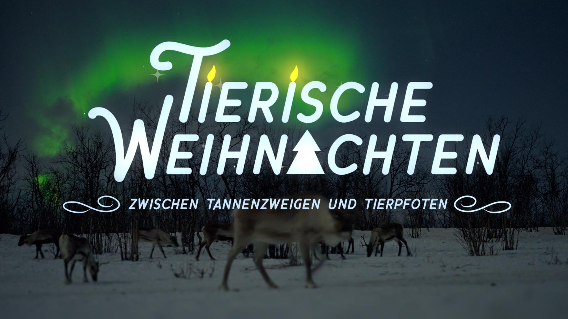 Tierische Weihnachten - Zwischen Tannenzweigen und Tierpfoten 2025 movie scene