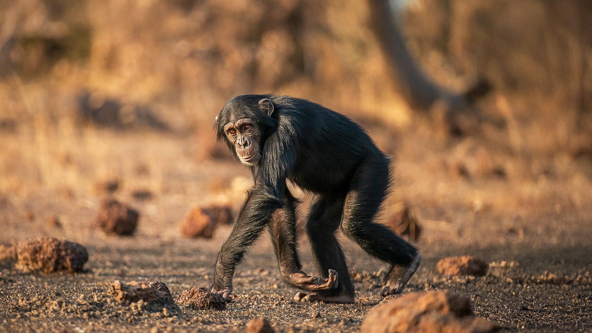 Humanlike - The Chimps of Fongoli  movie scene
