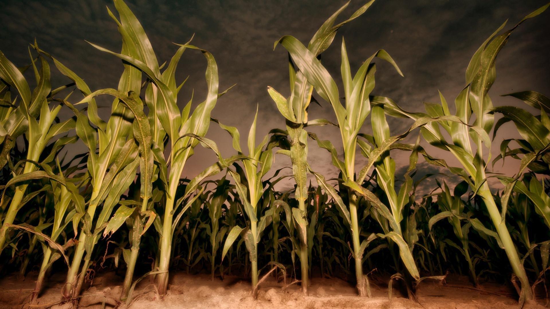 Children of the Corn: Revelation 2001 movie scene