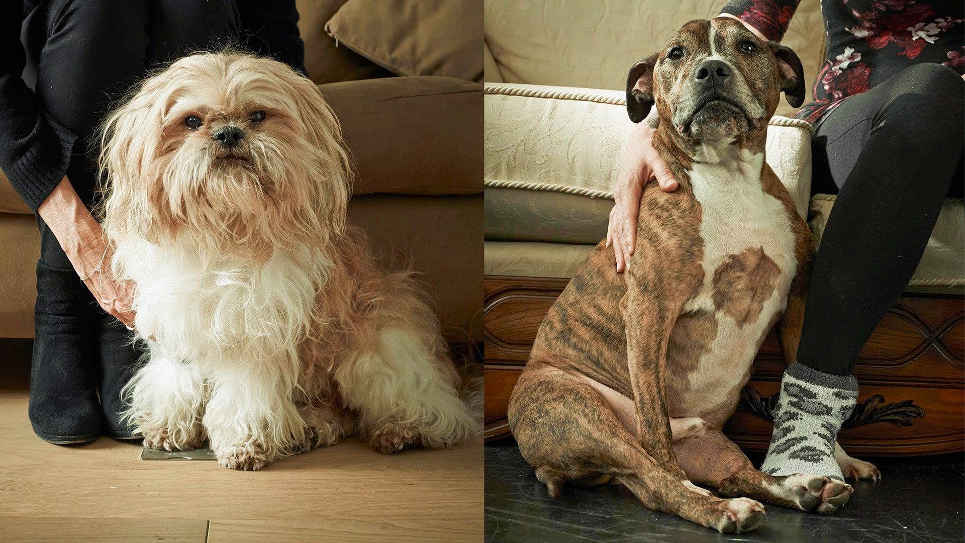 Rich Dog, Poor Dog 2017 movie scene
