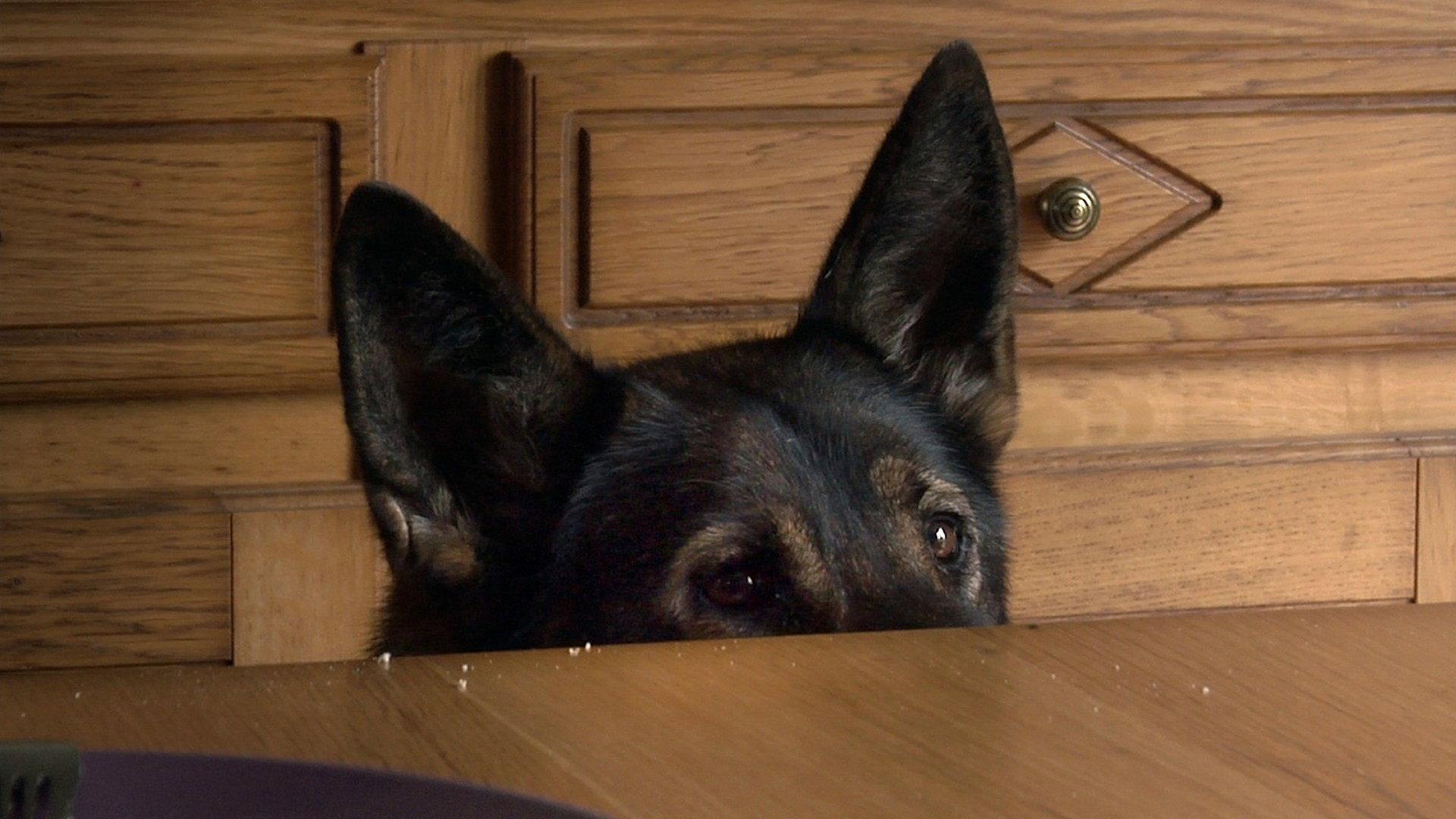 A Dog's Luck 2018 movie scene