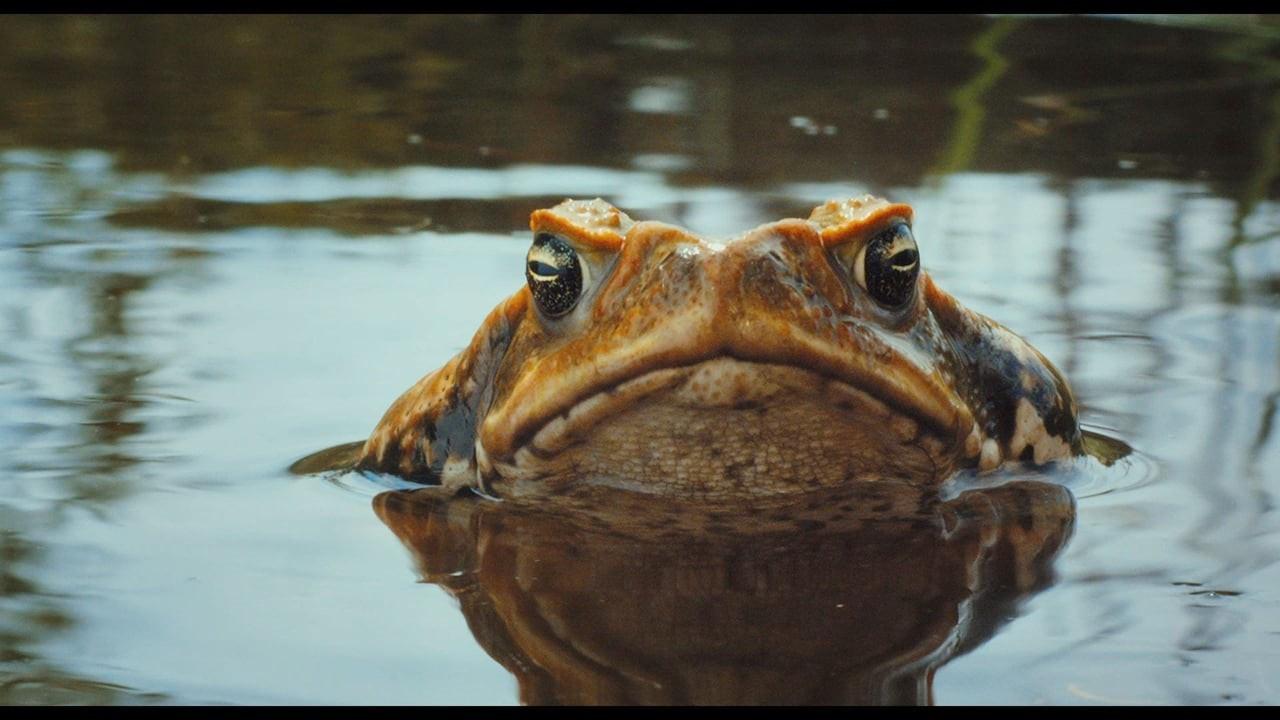Cane Toads: The Conquest 2010 movie scene