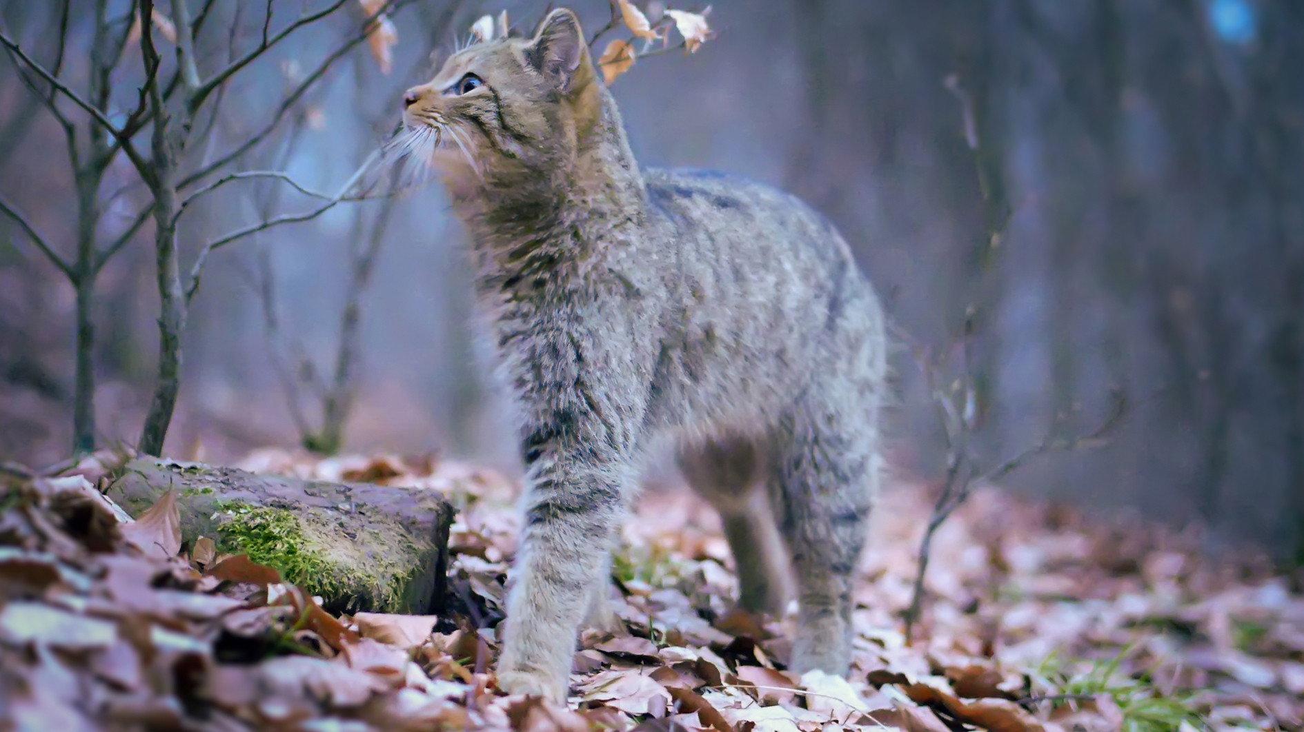 Wild Forests 2022 movie scene