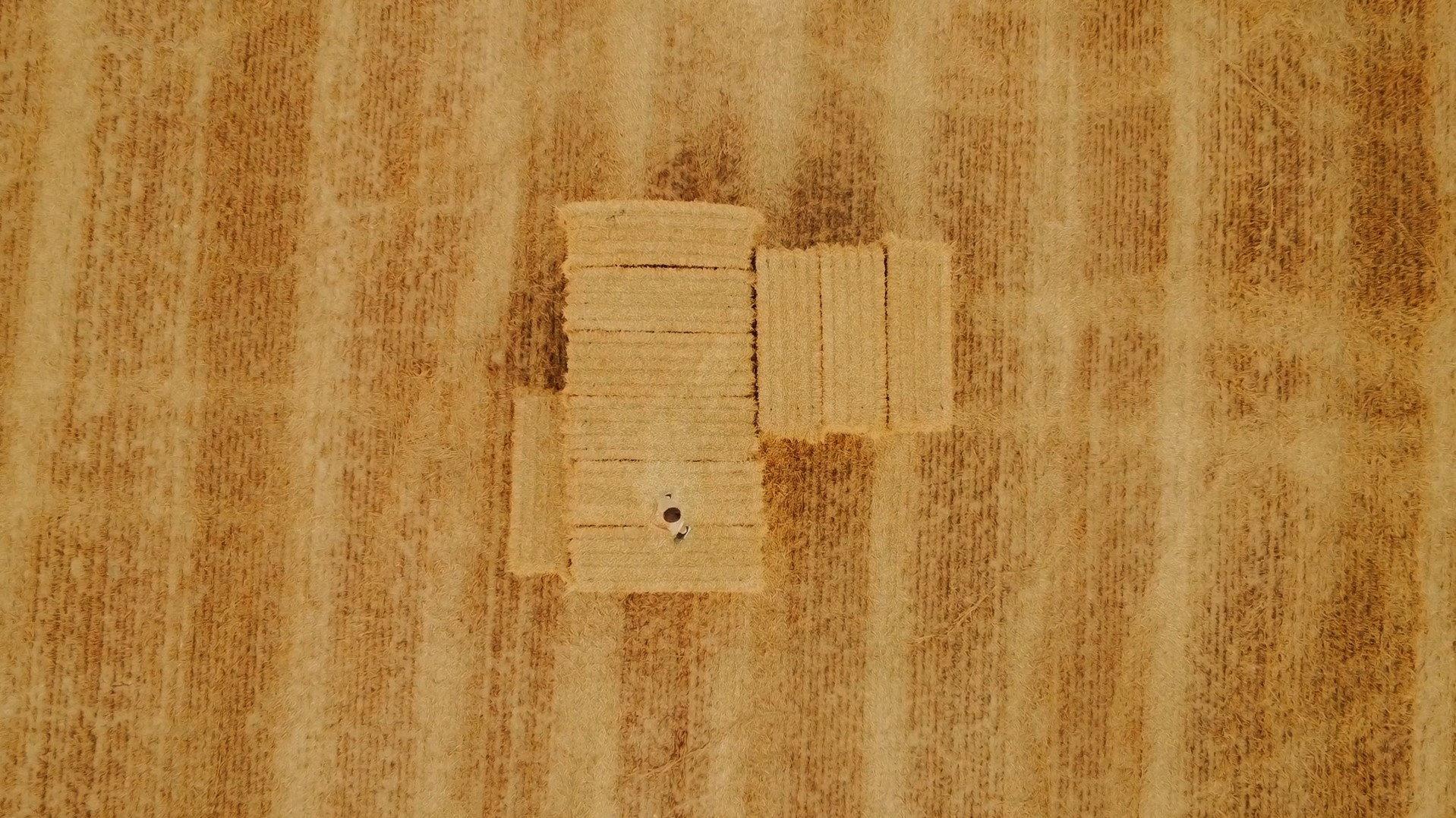 Katsu 2024 movie scene