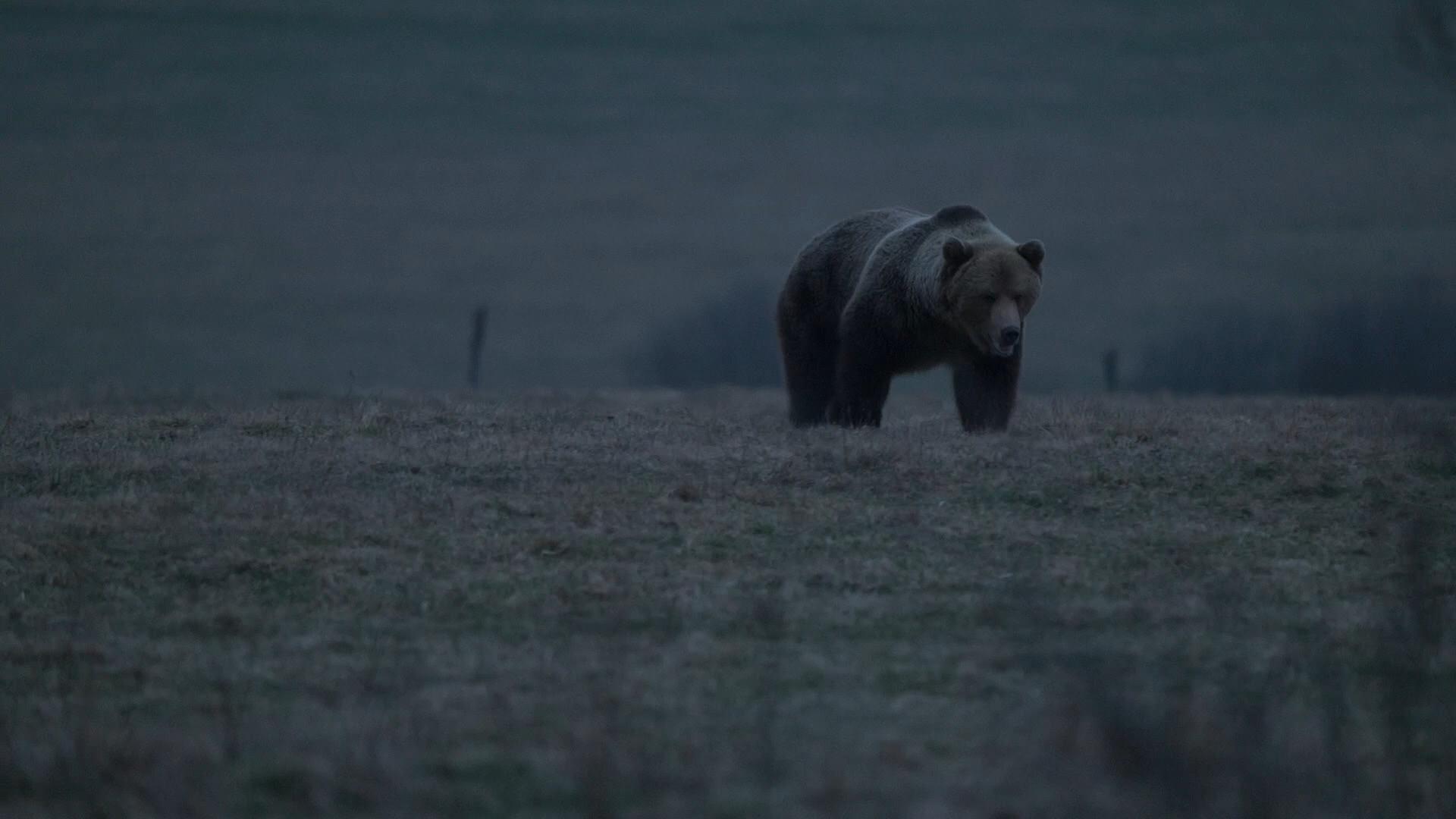 Voice of the Forest 2025 movie scene