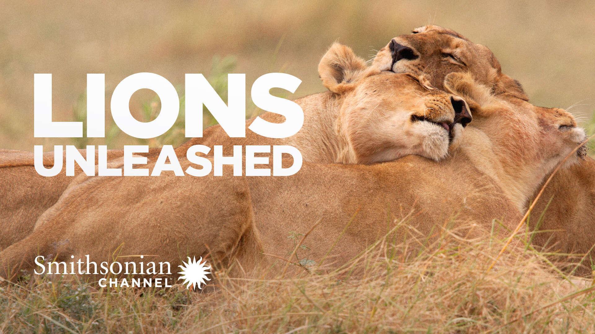 Lions Unleashed 2017 movie scene