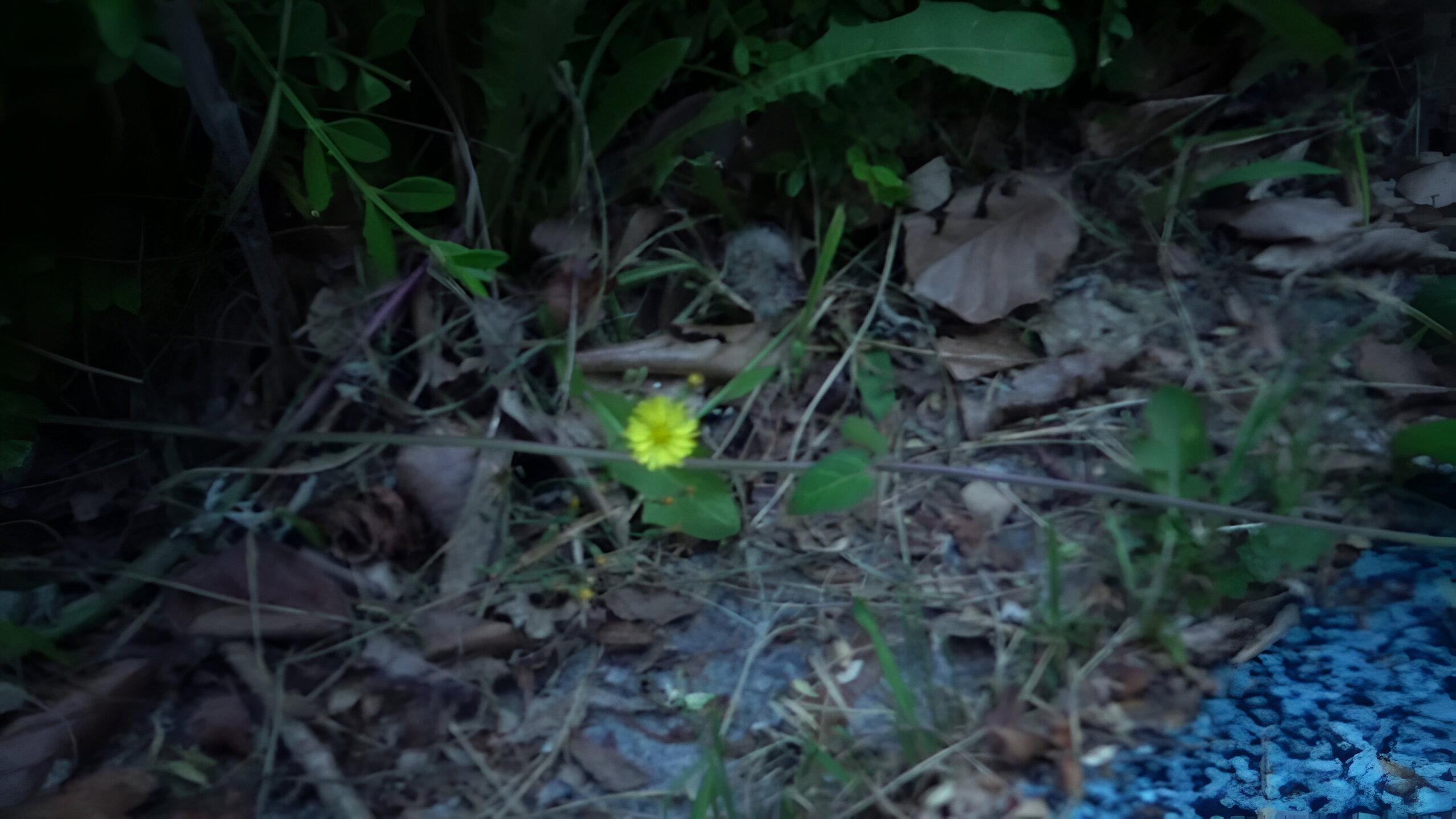 Small Flower 2022 movie scene