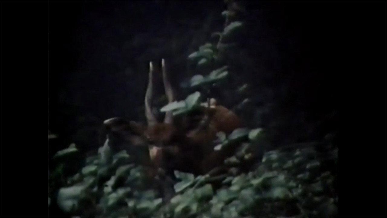 The Track of the African Bongo 1977 movie scene