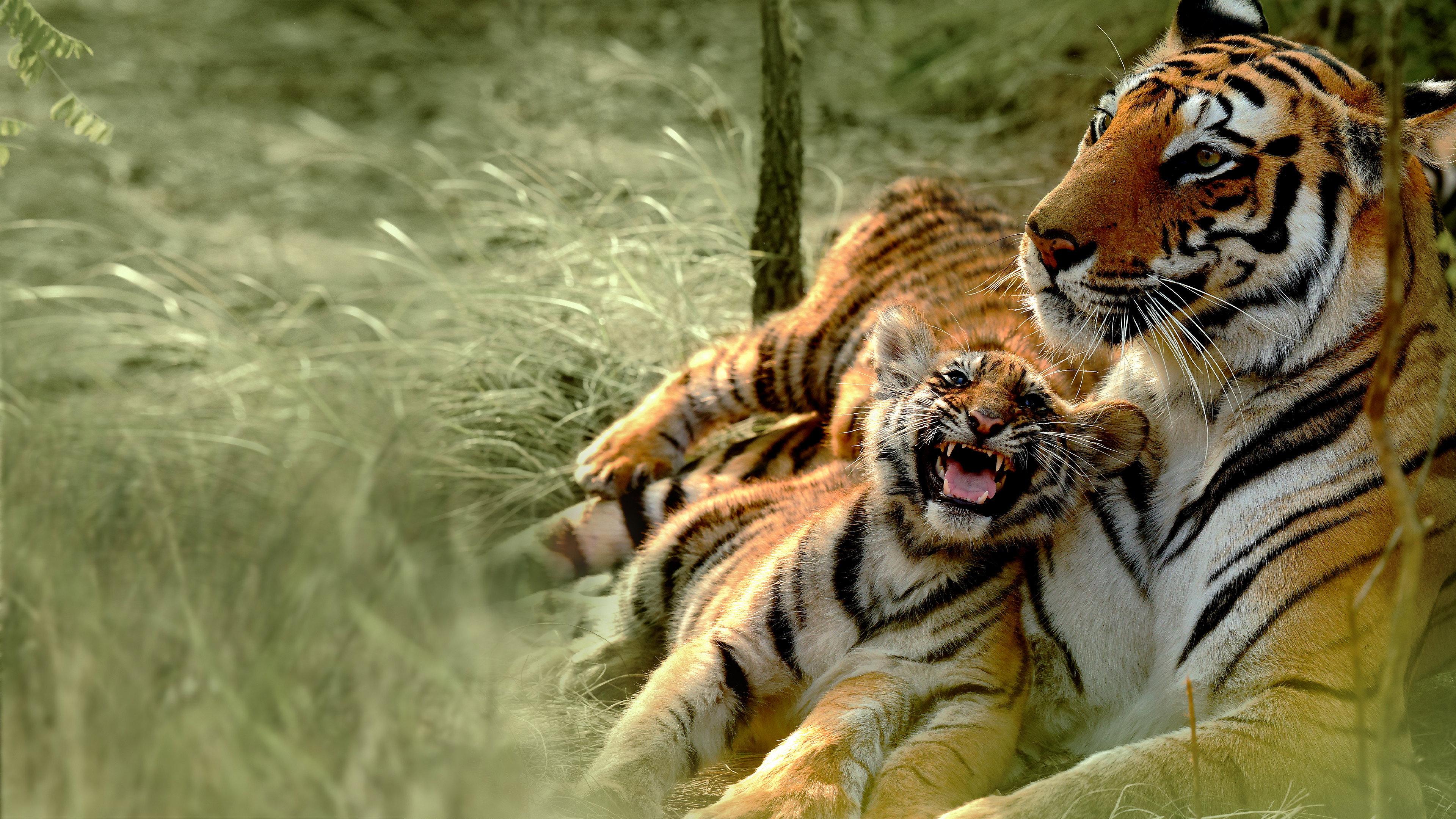 Counting Tigers 2019 movie scene