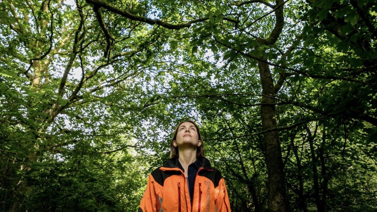 The Arborist 2020 movie scene