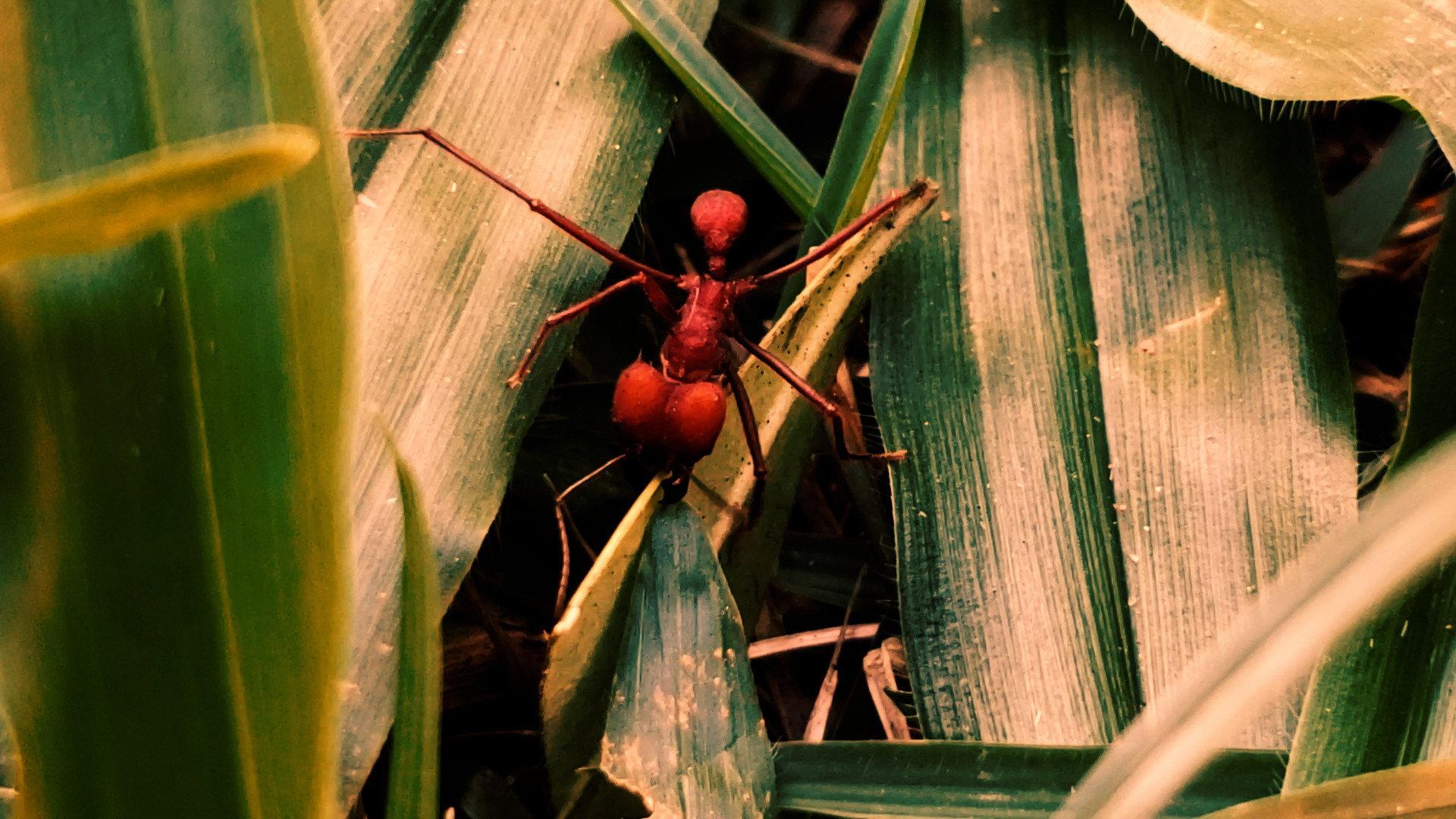 Republic of Evil Ants 2021 movie scene