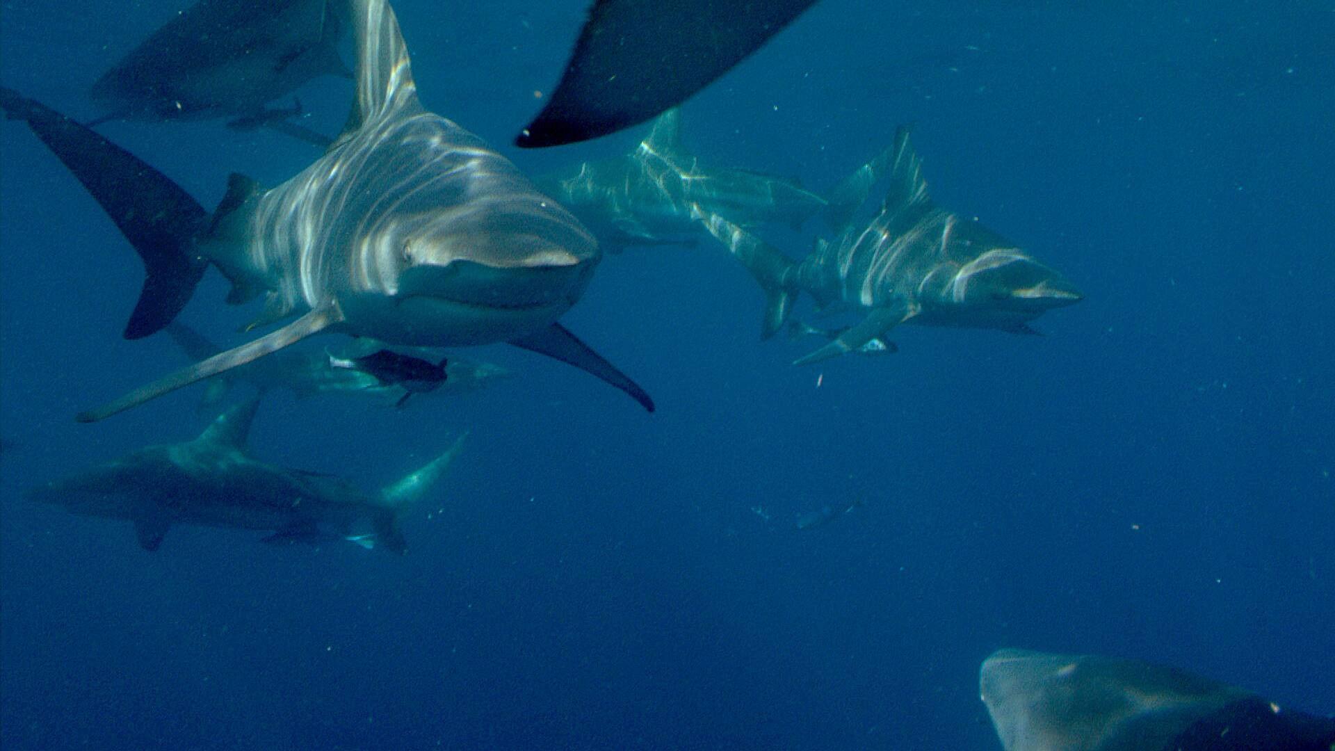 Predator Coast 2012 movie scene