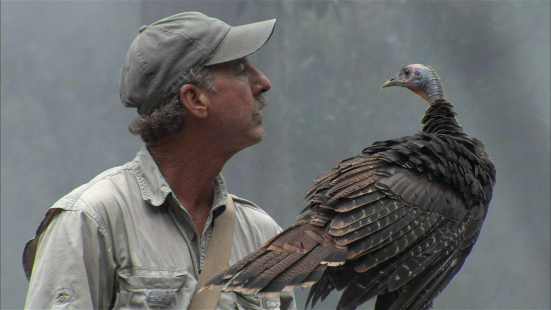 My Life as a Turkey 2011 movie scene