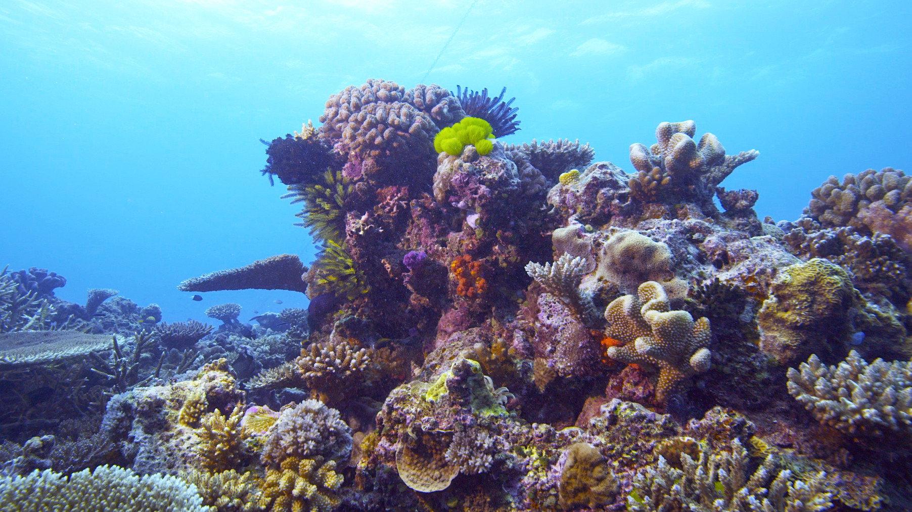 Corals, the ultimate metamorphosis 2019 movie scene