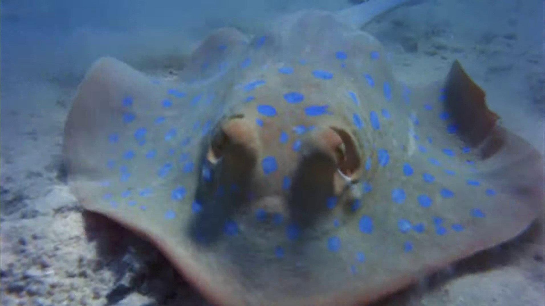 Sea Creatures 1974 movie scene