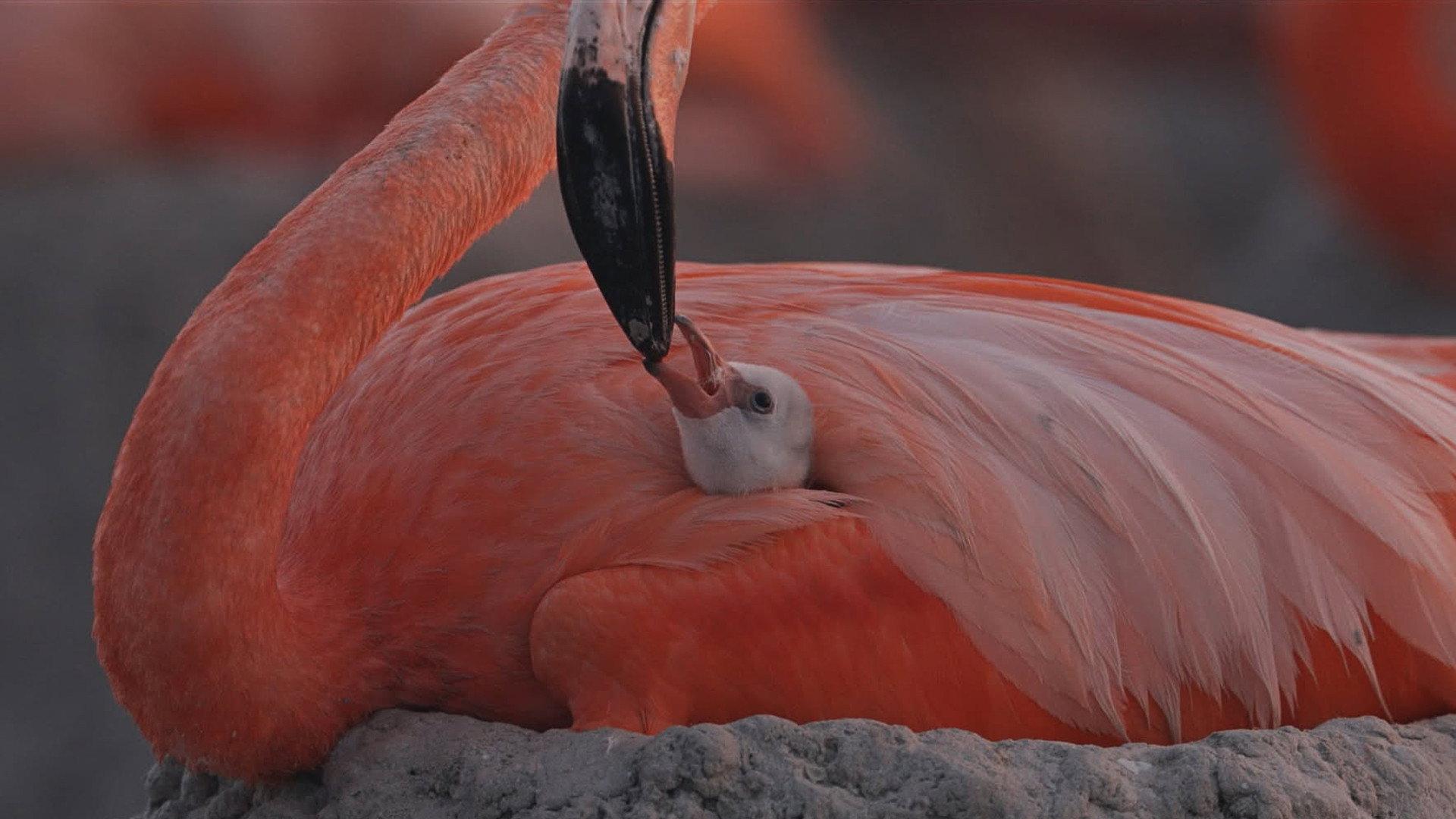 Flamingos: Life After the Meteorite 2026 movie scene