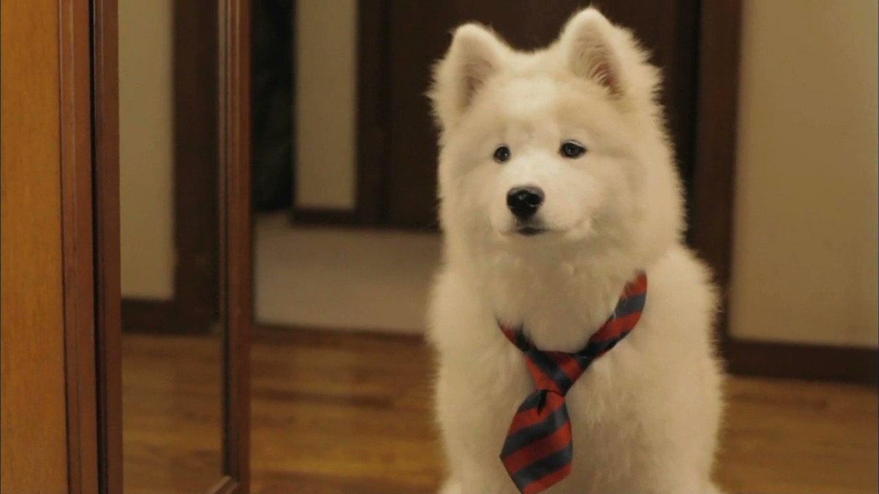 Mr. Inukai Keeps a Dog 2011 movie scene