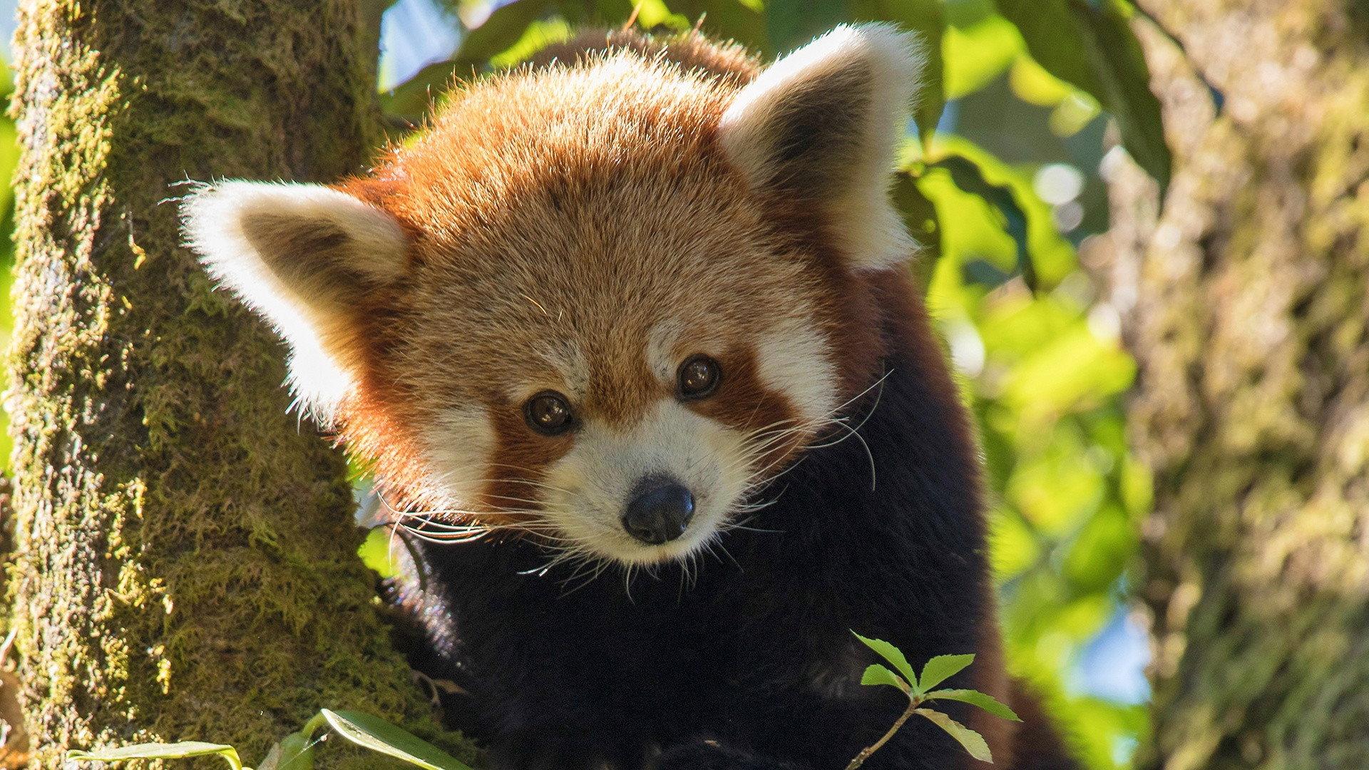 Red Panda: World's Cutest Animal 2017 movie scene