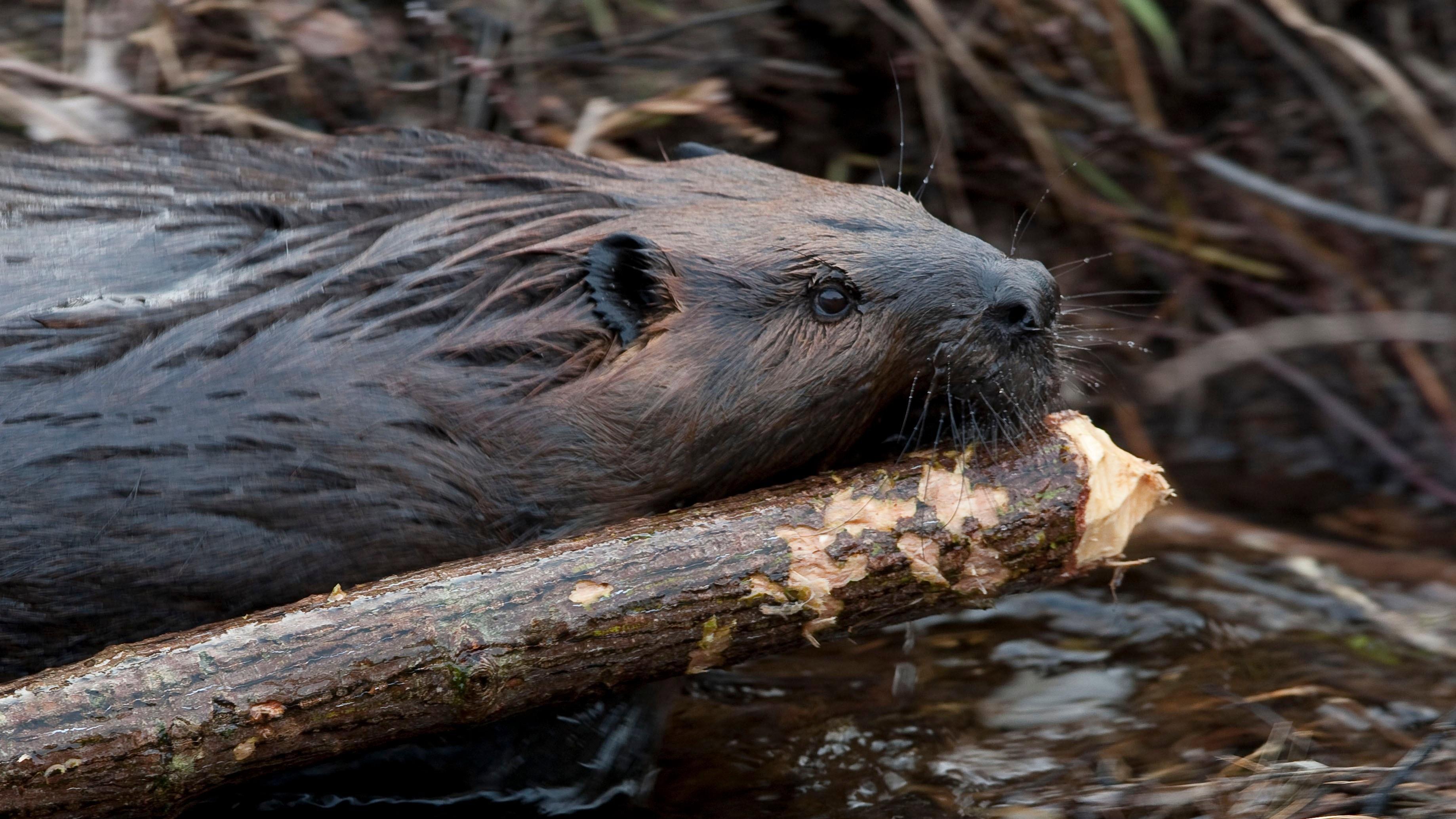 Leave it to Beavers 2014 movie scene