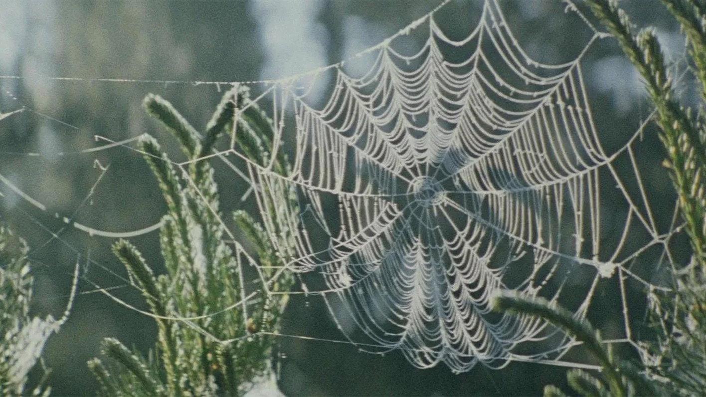 In the Forest 1967 movie scene