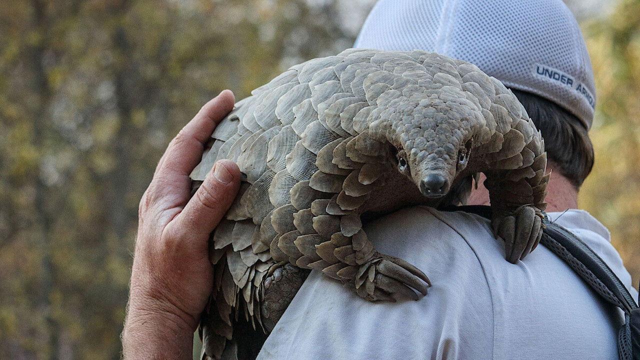 Pangolin: Kulu's Journey 2025 movie scene