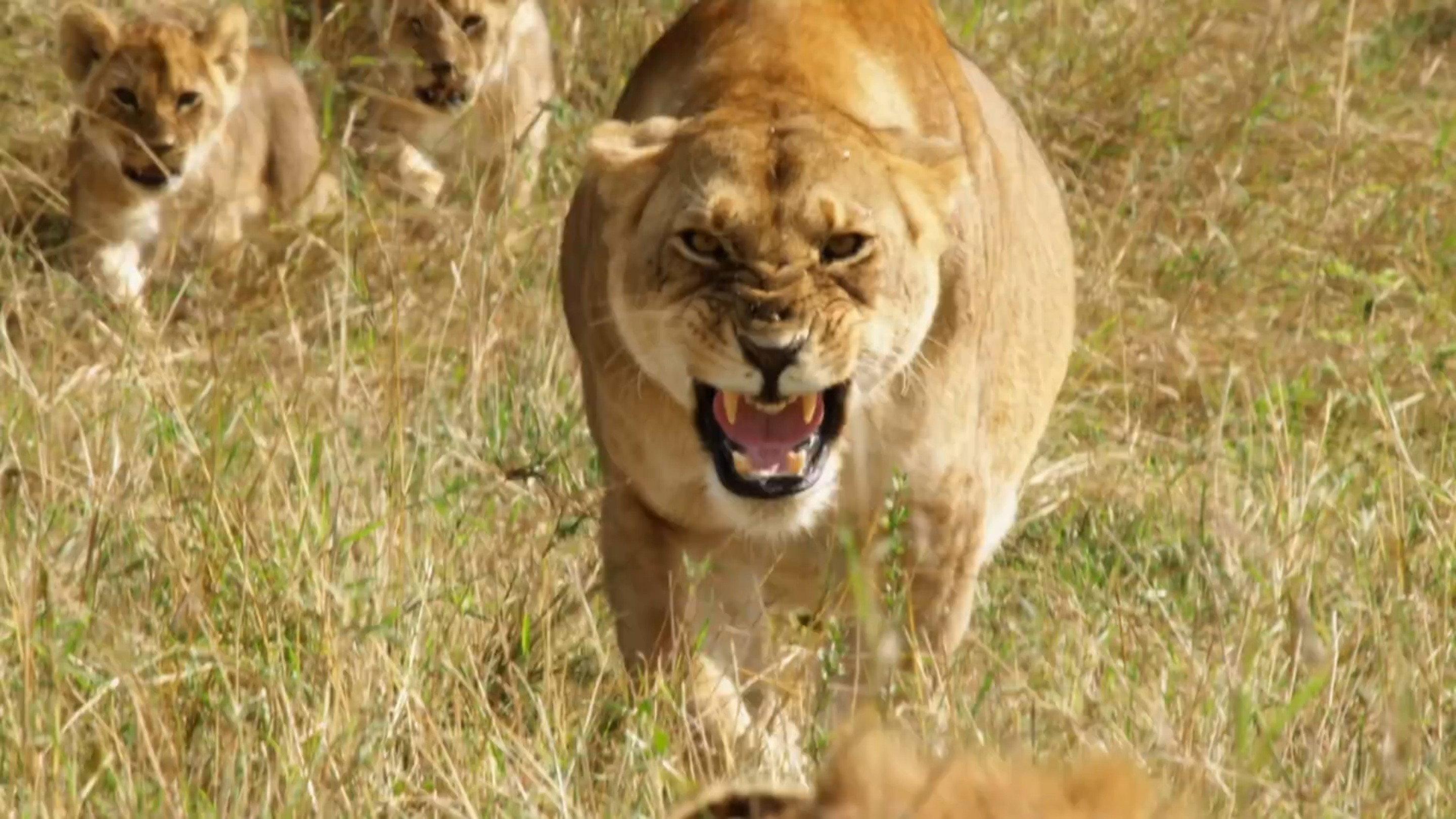 Lions: Africa's Super Power 2020 movie scene
